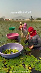 Gizli hazine su kestanesi! Görüntüler Hindistan'dan: gündem oldu! Gören şaşkınlık yaşıyor! Fındık alerjisi olan tüketebilir