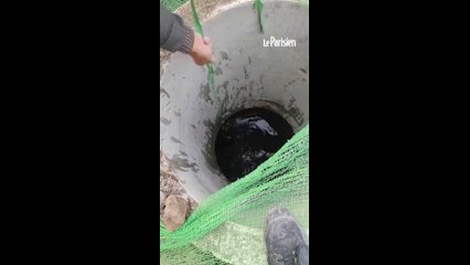 Chine : Un chien sauvé par des ouvriers après être tombé dans un puits