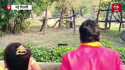 दिल्ली चिड़ियाघर दो महीने बाद फिर खुला, बर्ड फ्लू का खतरा टला, पहले दिन उमड़ी भीड़