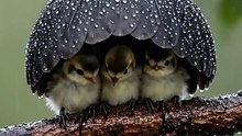 Mom, keeping birds safe from the wind and rain.❤️