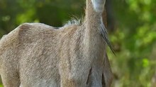In Frame - Blue Bull (Nilgai)The Nilgai (Boselaphus tragocamelus), also known as the Blue bull,