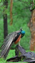 Monsoon VibesWhich one is your favourite clip