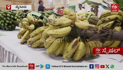 ಮೈಸೂರಿನಲ್ಲಿ ಅಪರೂಪದ ಬಾಳೆ ತಳಿ ಪ್ರದರ್ಶನ; ಬಾಳೆಯಿಂದ ಬರಬಹುದಾದ ಆದಾಯದ ಕುರಿತು ಪ್ರಗತಿಪರ ರೈತರು ಹೇಳುವುದಿಷ್ಟು