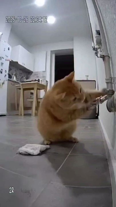 cat to work is wrong