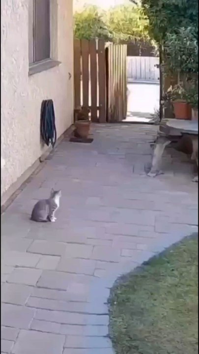cat vs tiger