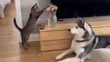cat vs dog