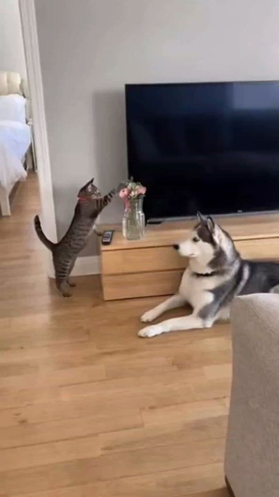 cat vs dog