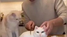 cat wrong cut