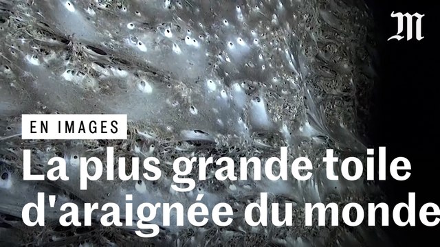 Une toile de 106 mètres abrite plus de 110 000 araignées
