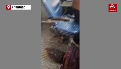 Eagle Smashes Front Glass Of Kashmir Train; Loco Pilot Injured In Rare Bird Hit