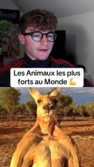 Les animaux les plus forts au monde #animaux #animal