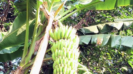 मेरे घर का केले का पेड़ |mere ghar ka kele ka ped |my 3Vlog |daily life vlog