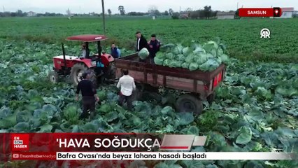 Samsun Bafra Ovası'nda beyaz lahana hasadı başladı
