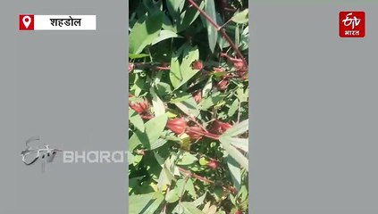 आदिवासियों के लिए औषधि का खजाना है अमरू, ठंड के मौसम में स्टोर कर लेते हैं फल और फूल