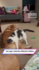 Cat Reunites with Best Dog Friend! Adorable Head Bumps ❤️🐱🐶|| Heartsome 💖