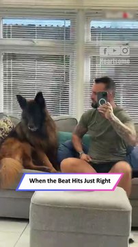 German Shepherd Sings Along to Music! Adorable Howling Dog 🎤🐶|| Heartsome 💖