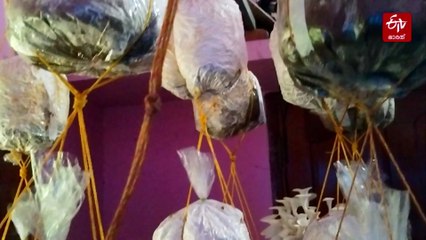 'വേണമെങ്കില്‍ കൂണ്‍ മേശക്കടിയിലും വിളയും'; വീട് നിറയെ കൂണ്‍ കൈ നിറയെ പണം, ഇത് ചിത്രലേഖയുടെ വിജയഗാഥ