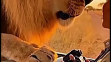 Too Close! Wild Lion Jumps Up on Safari Vehicle and Terrifies Photographer
