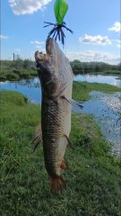 Se puso buena la pesca de tarariras en este arroyito 🎣😱