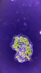 5 best random fun facts #facts #shorts #amazing #viral #trending