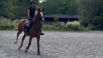 Show jumping fail: Rider gets pulled down as horse stumbles over hurdle
