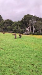 Australian kangaroos 🦘