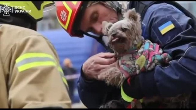 Ucraina, cagnolina estratta viva dalle macerie dopo l'attacco russo