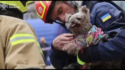 Ucraina, cagnolina estratta viva dalle macerie dopo l'attacco russo