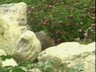 Phut Cuoi - Tuan Vu,Giao Linh