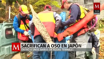Sacrifican a oso que ingresó a baños termales en Japón