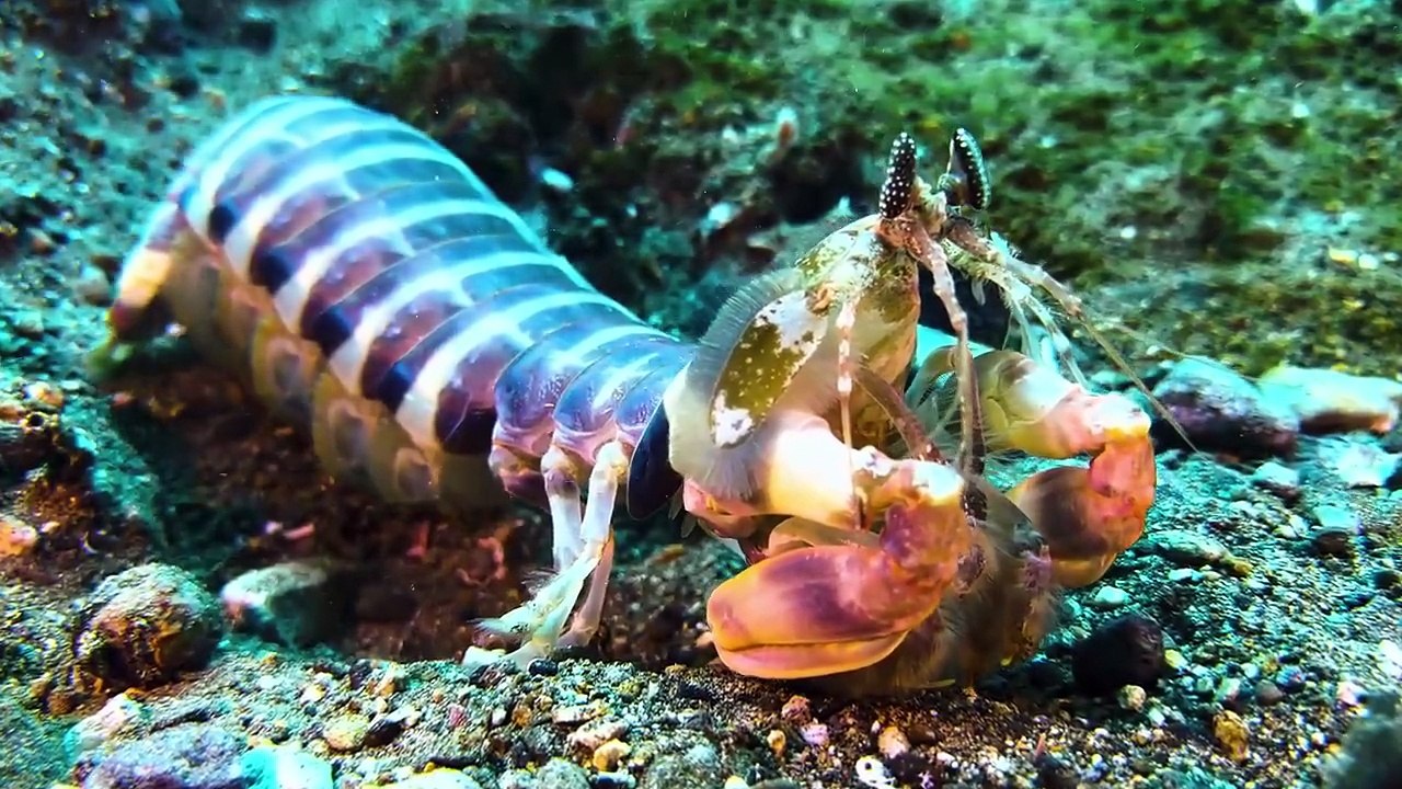 Incredible 4K HDR Dolby Vision _ 4K Nature Videos with Peaceful Music