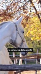 REFRANES que ya no significan lo que decían _ Comida, animales y educación (Parte 4)