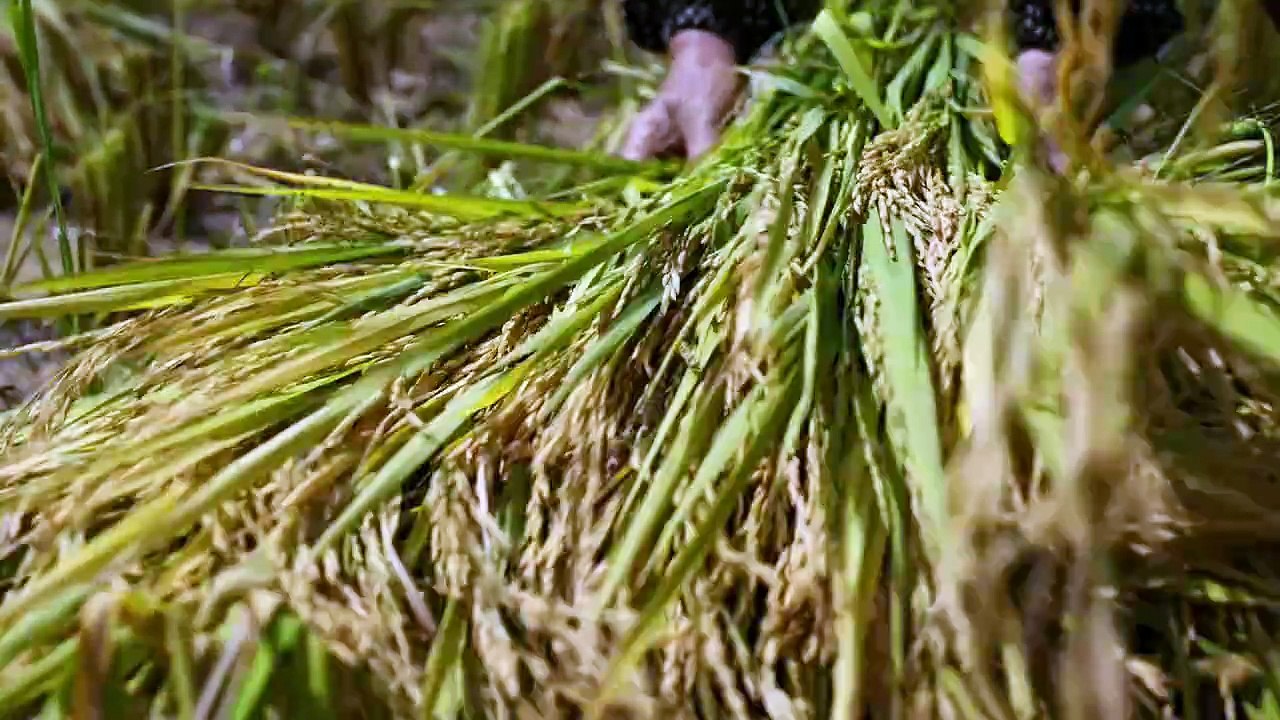 Episode 3: The Wonder of Millet - subbed MultiLang EN, ZH-CN, TH, ID, MS, AR, JA, KO, PT, ES, VI