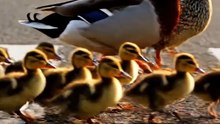 Duck Family Crossing the Road 🦆 | Cute Ducklings Moment | Heartwarming Animal Video 2025