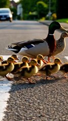 Duck Family Crossing the Road 🦆 | Cute Ducklings Moment | Heartwarming Animal Video 2025