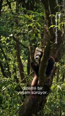 Güney Himalayalar’ın serin dağ ormanlarında yaşayan kızıl pandalar, bambuya olan tutkuları ve ağaçlara ustalıkla tırmanma yetenekleriyle gizemli bir hayat sürüyor…