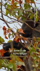 Kalahari’nin batısındaki Namib Çölü’nde yaşayan fillerin ve babunların iş birliğine yakından tanık oluyoruz.