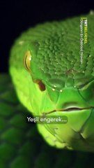 İnsanların baş hizasında avlanan ve sıra dışı özelliklere sahip olan yeşil engereği gözlemliyoruz