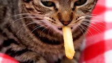 Cat Eating McDonald’s 🍔 | Funny Cat Video 2025 | Cute Animal Eating Fast Food