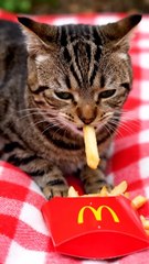 Cat Eating McDonald’s 🍔 | Funny Cat Video 2025 | Cute Animal Eating Fast Food