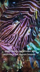 Kaş’ın derinliklerinde istilacı bir tür olan aslan balığını gözlemliyoruz.