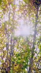 Together Hearts in Sync Dramabox