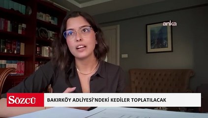 Bakırköy Adliyesi’ndeki kediler toplatılacak… Avukat Sena Şengün: Başsavcılık çözüm önerilerimizin hepsini reddetti