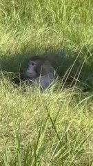 Mania over escaped 'infected' monkeys in Mississippi — 1 still AWOL | Weird But True