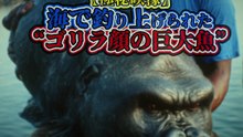 【衝撃映像】海で釣り上げられた“ゴリラ顔の巨大魚”