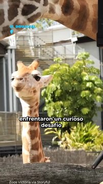 Así atienden dentistas a jirafas del zoológico en Australia