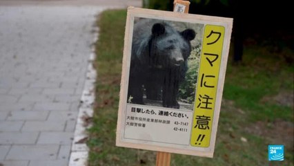 Crecen los ataques de osos en Japón: 13 muertes en lo que va del 2025