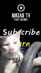 onun arabası var güzel mi.?#komikkedi #kameraşakaları #catdriver