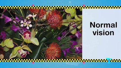 Our Shifting Perception of Color, Color Blindness & The TikTok Couch, Explained