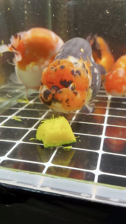 My goldfish